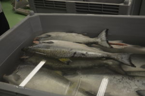 salmone1